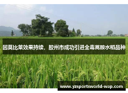 因莫比莱效果持续，胶州市成功引进全毒蒿胺水稻品种